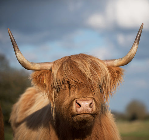 Ellie the Highland Art Canvas